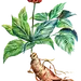 西洋参