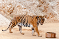 Constantin Stanciu在 500px 上的照片Beautiful specimen of bengal tiger at the Tiger Temple in Kanchanaburi, Thailand