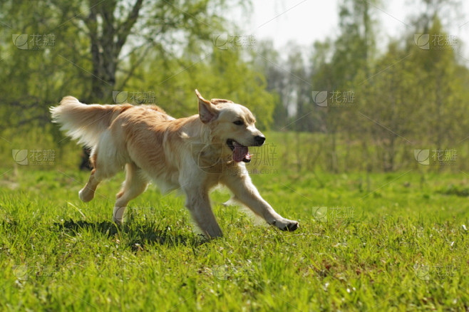 快乐,狗,金毛寻回犬,幼兽,美,纯种犬,...