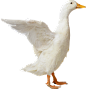 鸭PNG图片