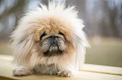 点击来源直接获取大图文件 |A fuzzy purebred Beijingese dog