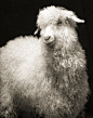 Kevin Horan ｜　羊的肖像 - 生态摄影 - CNU视觉联盟