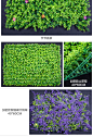 仿真植物墙人工草皮背景墙绿植墙立体假绿化草坪阳台装饰壁挂-tmall.com天猫