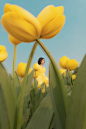 tulip garden - 人像摄影 - CNU视觉联盟