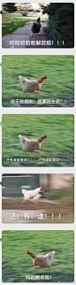 鸡放假