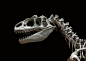 03469_黑色背景下高清特写恐龙化石的头部骨架动物素材设计.jpg