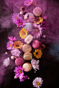 artwork Chrysanthemum colorful dark flower lighting macaron Photography  pink powder