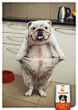 Jardiland: Dog Fat Pants, Bulldog | Ads of the World™