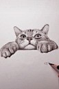 猫猫 (6)
