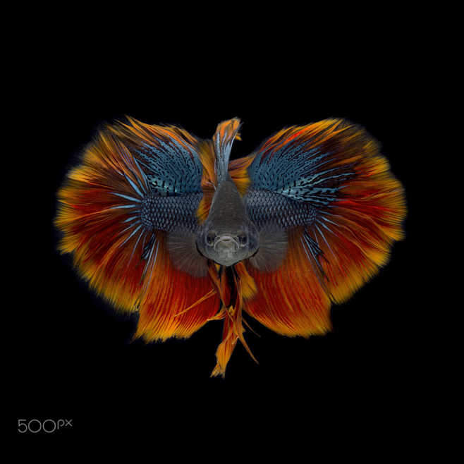 BirdFish by Ganjar R...