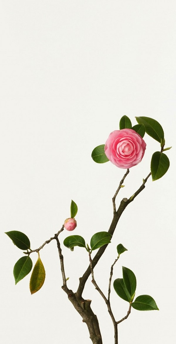 Takashi Tomo-oka花卉摄影...