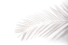 点击来源直接获取大图文件 |棕榈叶在白色墙壁上的阴影。白色墙壁纹理的天然树叶树枝坠落用作背景和壁纸