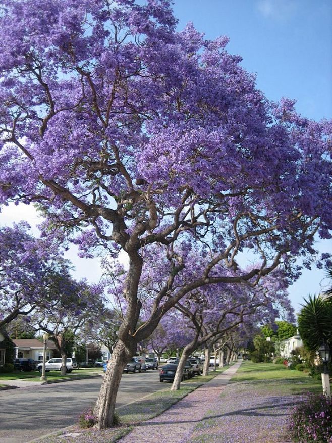 jacaranda-filicifoli...