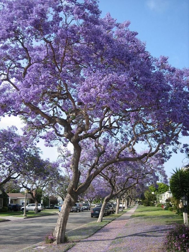 蓝花楹50 jacaranda-fili...