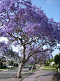 蓝花楹50 jacaranda-filicifolia