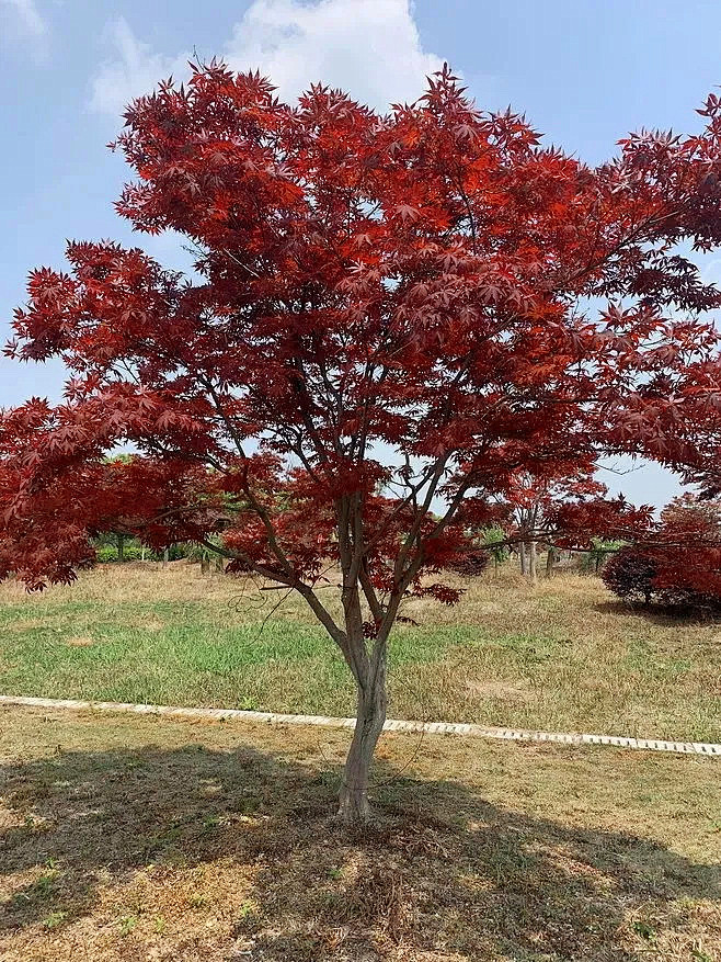 红枫