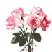 粉色玫瑰花丛花束png (17)