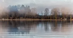 河上迷雾森林_5256362882