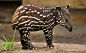 Baby Tapir