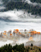 Trees in the Mist 雾中的树，