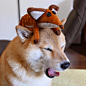 柴犬
