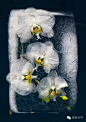 当你听到花卉摄影时，可能你都忍不住要打哈欠了，美丽或凄凉美的花卉摄影太多太多，无论是野外的花海还是家中的盆栽，似乎这些拍摄都无法让你感到新奇。 然而南非摄影师 Bruce Boyd 的冰冻花卉摄影一定能让你全身振奋起来，所有的这些花（还乱入了蔬菜等）都冻在冰箱的大冰块里，它们看起来像是某种外星生物被冰封在某个大陆的角落。