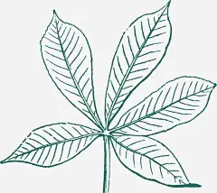 枫叶手绘高清素材 免费下载 页面网页 平面电商 创意素材 png素材