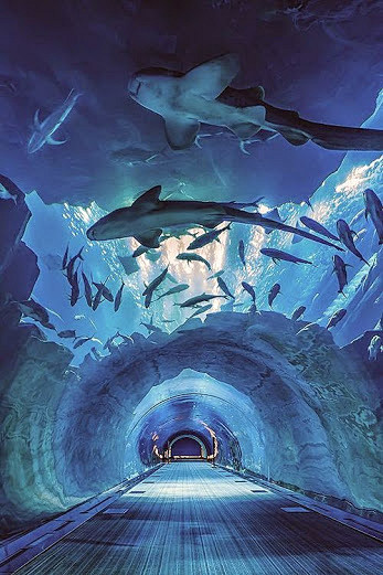 迪拜水族館隧道。 #创意#