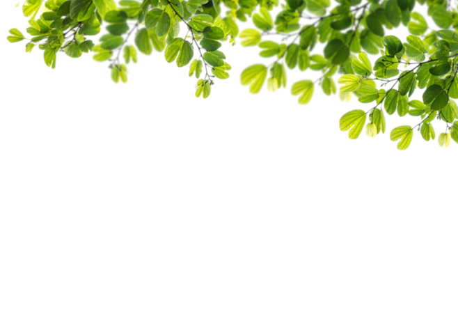 绿色植物树叶叶子点缀绿叶树枝模糊透明影楼...
