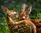 phoenix-warrior:<br/>beautiful-wildlife:<br/>Fawn Twins by Jeff Graham<br/>*~All Magic Comes With a Price~*<br/>