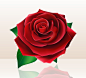 盛开的红色玫瑰花矢量素材