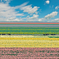 Flower fields in North-Holland, comprising various blossoming flower species. Composite of two images.
#blossom #blossoms #blue sky #clouds #colourful #daffodils #fields #flower bed #flower fields #holland #hyacinths #landscapes #nature #netherlands #squa