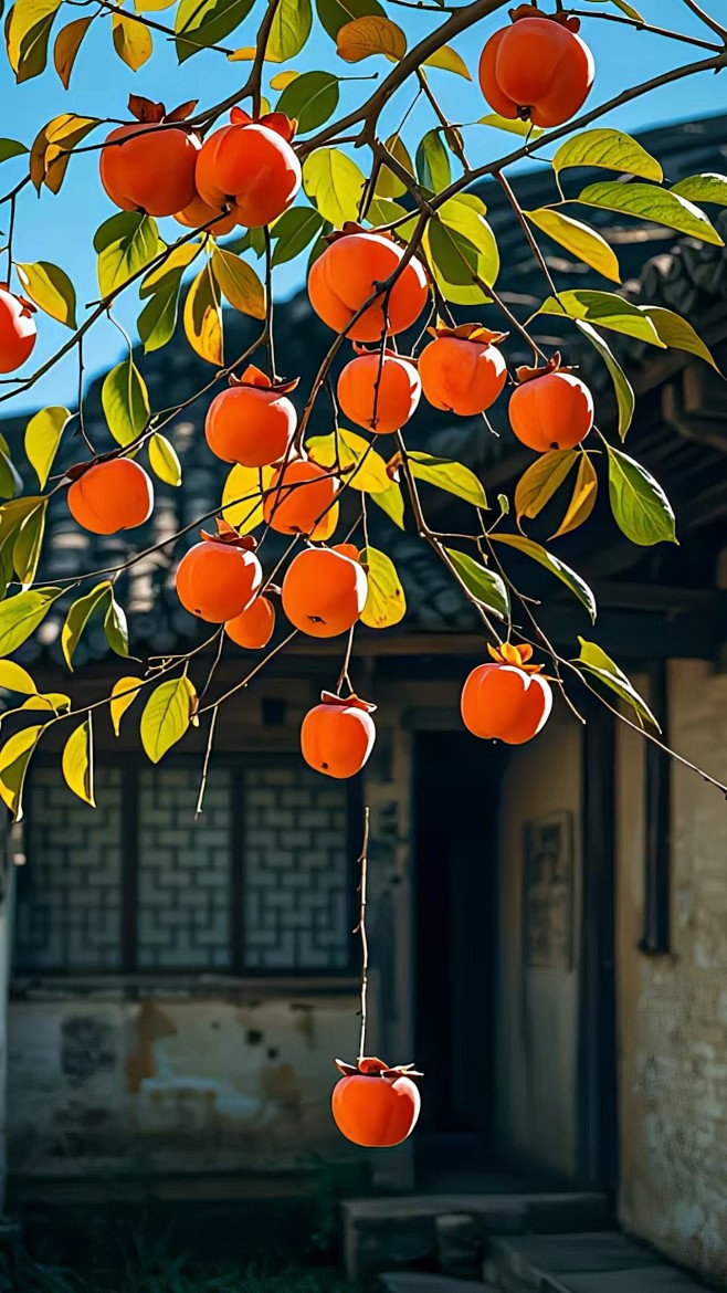 柿子树