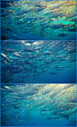 【海底世界】神奇的海洋生物（截图）