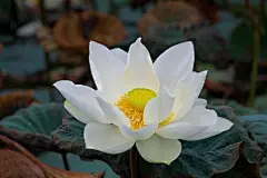 pixabay
白莲, 英语莲, 白色的, 美丽的花朵, 自然, 花壁纸, 绿色, 佛教, 夏季