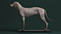 狗_10Jess O'Neill来自澳大利亚动物解剖学的建模师