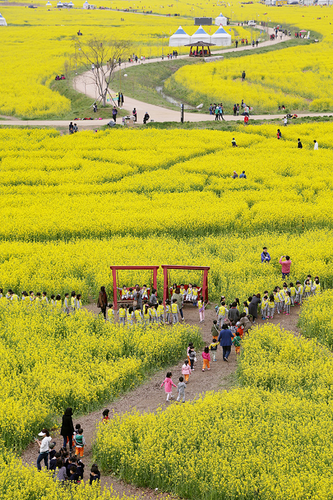 韓國打卡花海熱點 - 油菜花篇 : 花！...