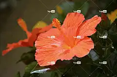 芙蓉花 橙色 灌木 花卉背景 自然 花壁纸 开花 花园 异国情调