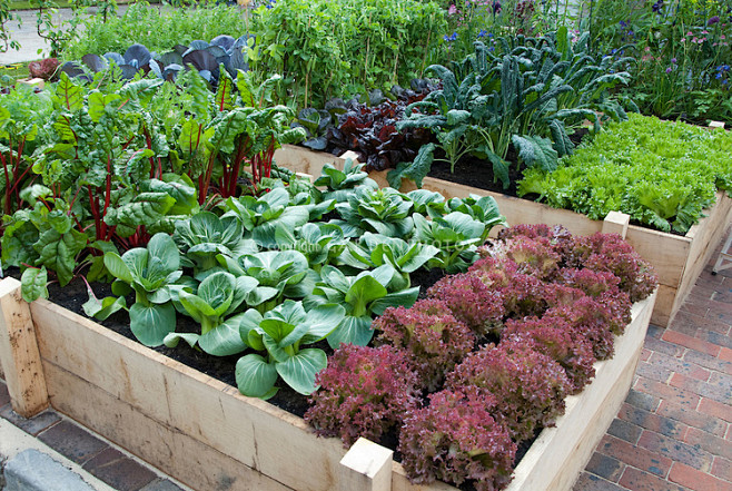 vegetable gardening ...