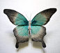 asylum-art: Yumi Okita: Butterflies Sculptures | Asylum Art : asylum-art:




 Yumi Okita: Butterflies Sculptures