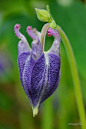 耧斗菜芽
Columbine bud