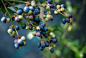 蓝莓的季节 - 复古米米 - 图虫网 - 最好的摄影师都在这
