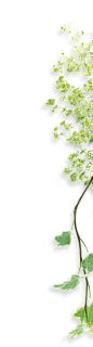 IGNIS GARDEN　イグニス ガーデン : 世界中の花々やハーブをあつめて生まれたコスメブランド“イグニス ガーデン”公式サイト | Share happiness with you.  しあわせを分かちあう、ライフスタイルをはじめよう。