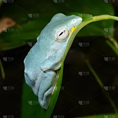青蛙,玻璃缸,蓝色,色彩鲜艳,可爱的,气候,湿,拉脱维亚,热带气候,野生动物