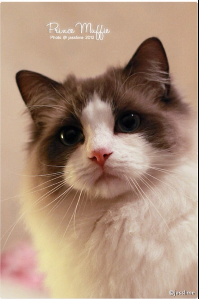 布偶猫muffie