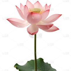 弟噬天采集到中国风花的素材
