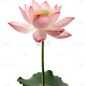 荷花免抠元素