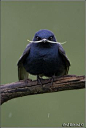 ~♥~ too adorable not to pin ~♥~ Purple Martin. Eli Martin wanted to be different, so he grew a mustache.