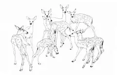 Mina Milk 个性动物插画欣赏 黑白插画 线条插画 潮流插画 手绘 性感 动物 个性插画 