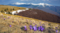 The season’s first crocuses in a mountain landscape.